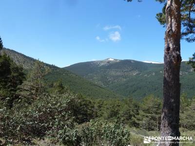 El pinar del Puerto de Navafría;gente viajera;lagos de sanabria;viajes fin de año